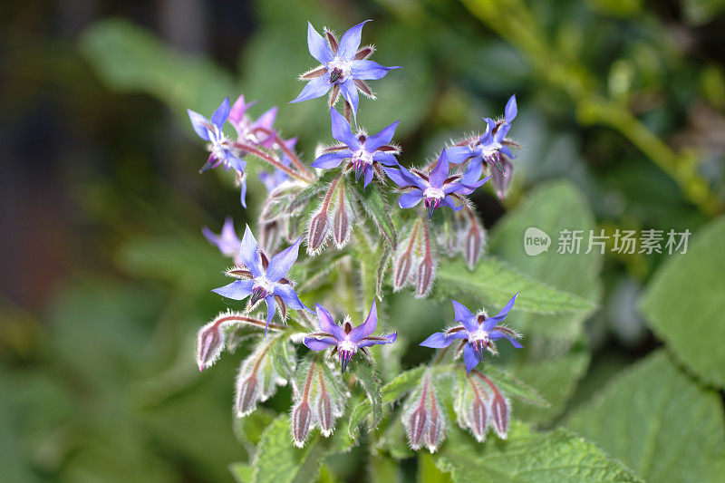 琉璃苣(Borago officinalis)